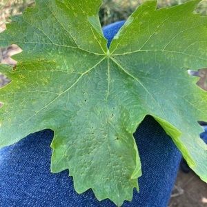 Meet your Posher, Obduliaury